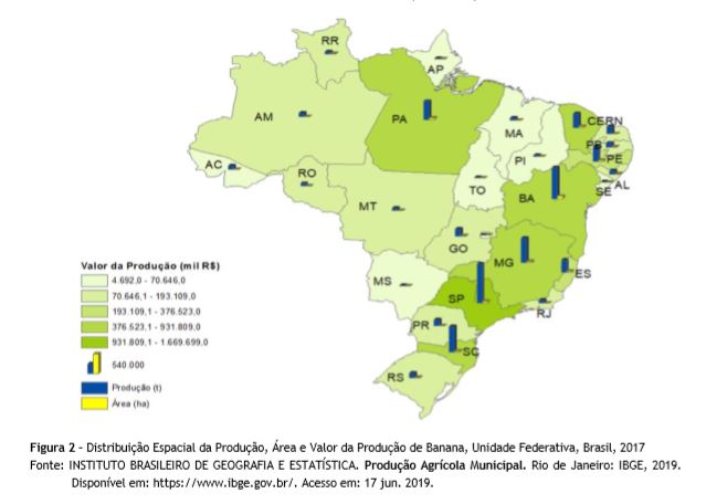 Produção de banana maçã se destaca na região de Lins, Nosso Campo