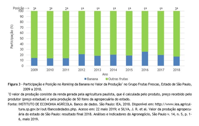 Produção de banana maçã se destaca na região de Lins, Nosso Campo