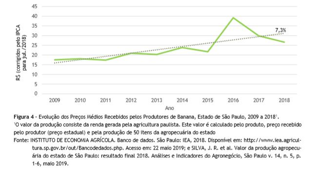 Produção de banana maçã se destaca na região de Lins, Nosso Campo